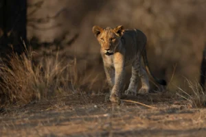 leguidesafari afrique du sud kruger wildlife 5