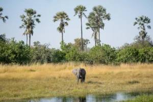 leguidesafari botswana delta okavango wildlife 98