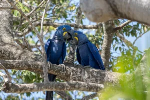 leguidesafari bresil pantanal wildlife 14