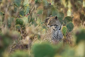 leguidesafari kenya laikipia wildlife 27