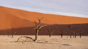 leguidesafari namibie itinerant wildlife 2