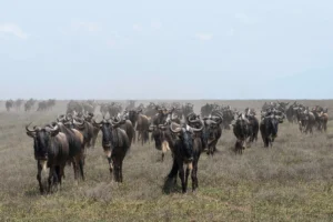 leguidesafari tanzanie ndutu wildlife 35